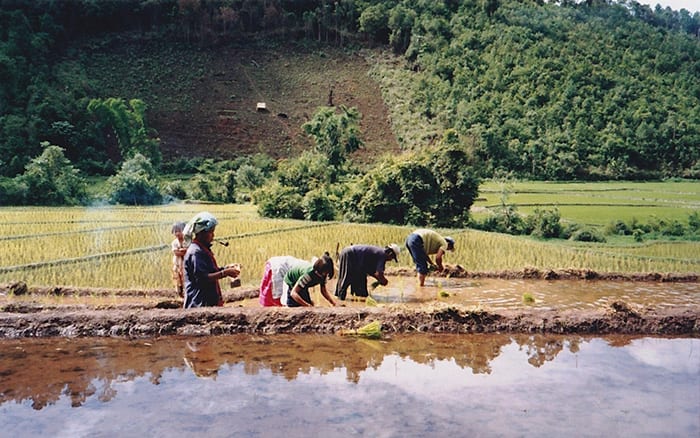 Thai farmers hope that e-commerce will help them stay competitive as the country struggles with a sudden rice glut. Photo via Flickr under Creative Commons