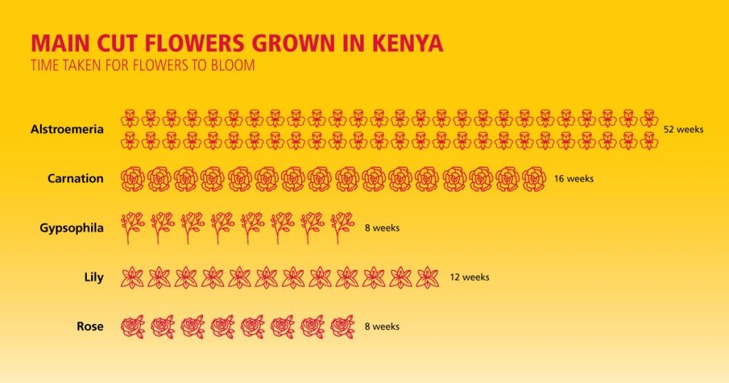 Time taken to bloom for main cut flowers grown in Kenya - Inforgraphic