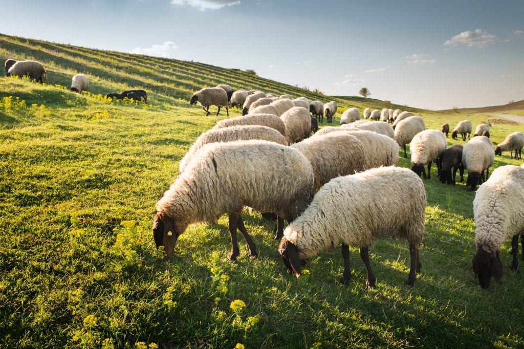 Wool has been extensively used over the generations to keep us warm.