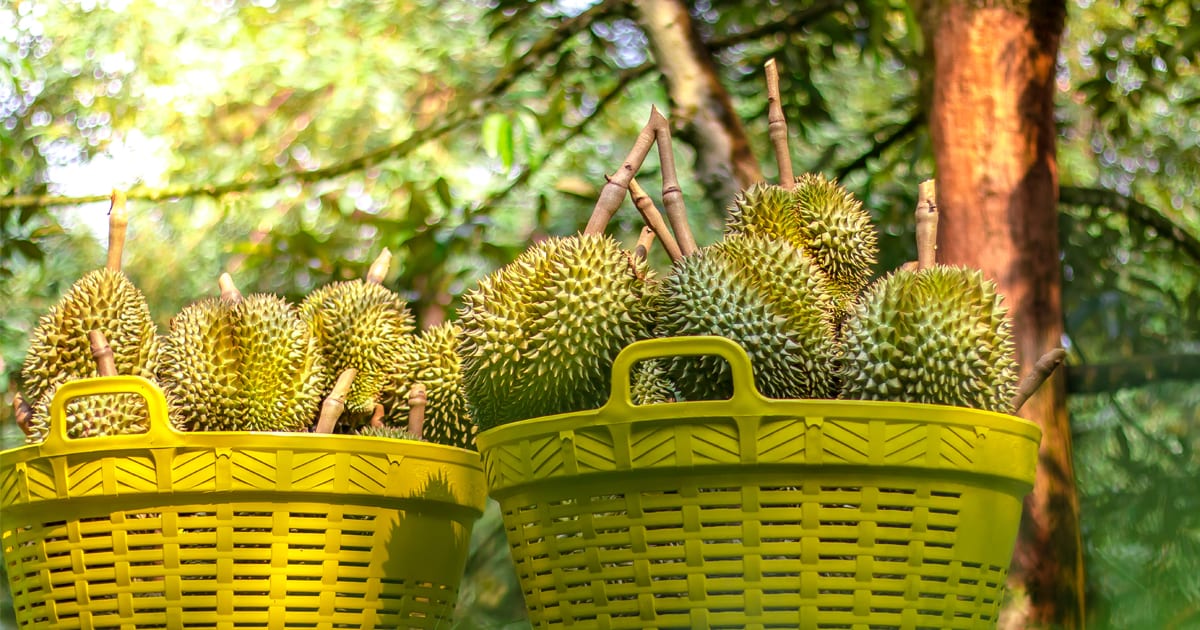 Malaysia’s durian exporters see spike in demand from China DHL