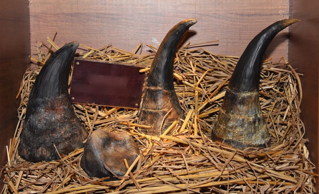 Rhinoceros horns sold on the black market for use in traditional Chinese medicine