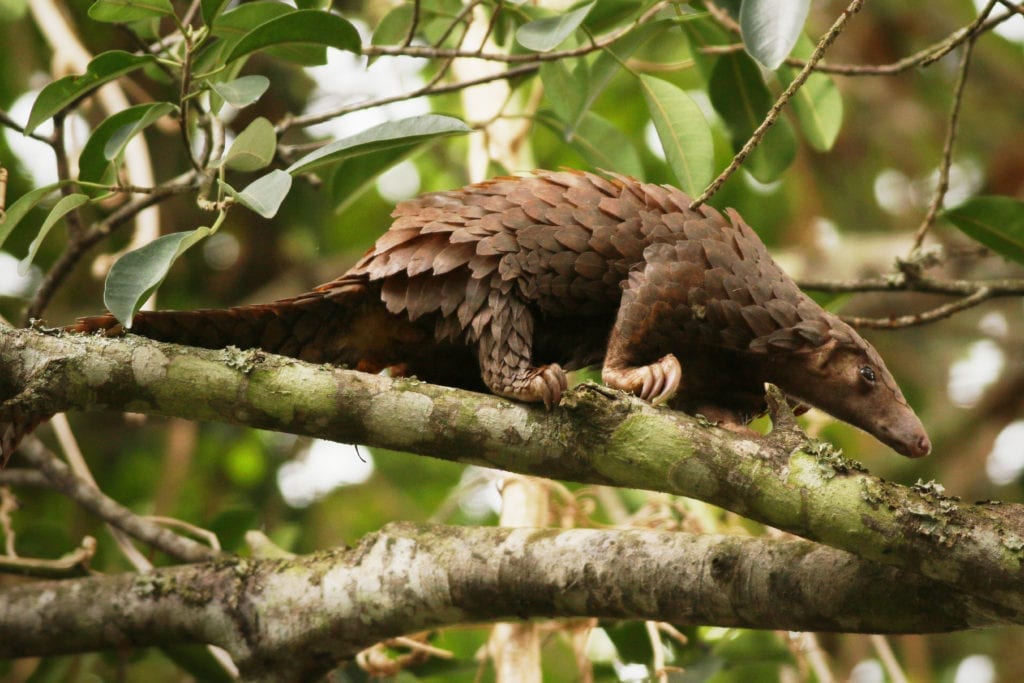 The use of pangolin scales in traditional Chinese medicine dates back thousands of years.