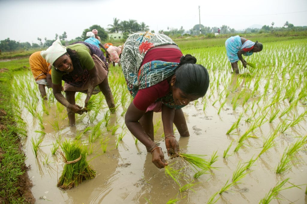 More than 40 percent of food produced in India is wasted before it reaches the consumer.