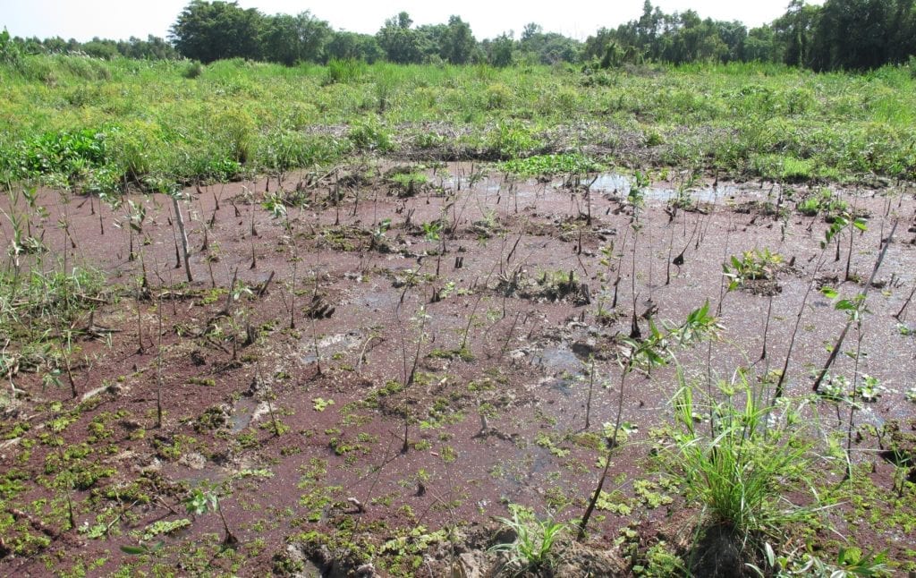 GIZ's tree planting project in Vietnam