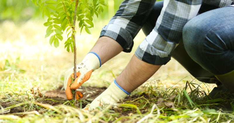 tree planting