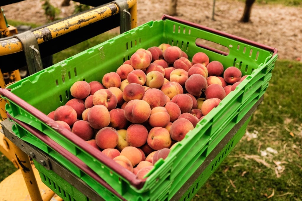 Fruits are among New Zealand’s top exports.