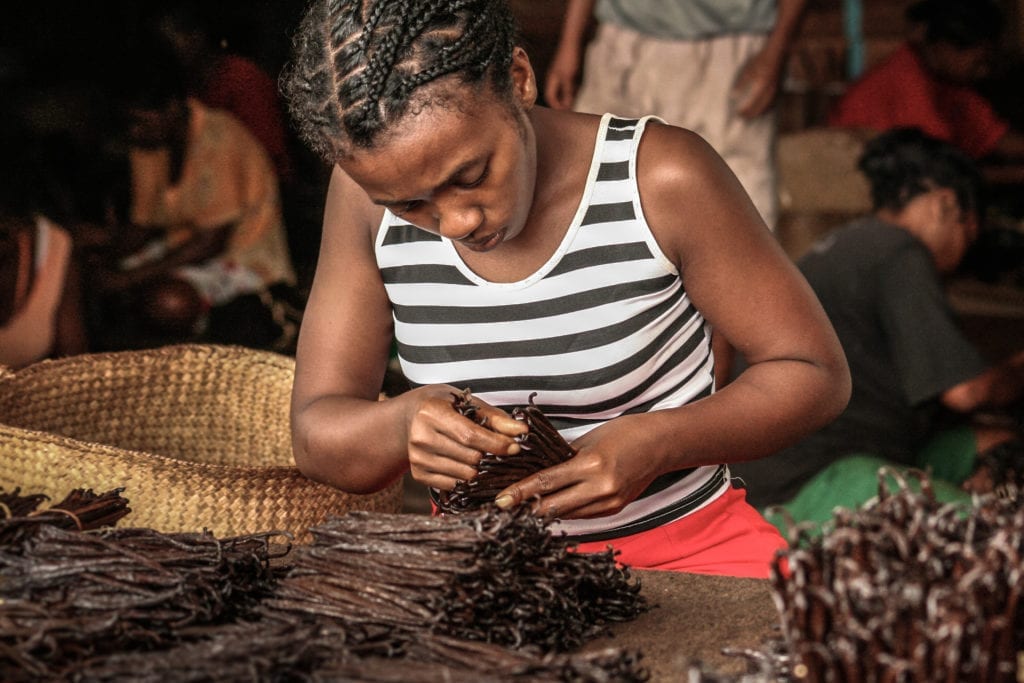 A Malagasy worker sorting out vanilla pods in Sambava, Madagascar