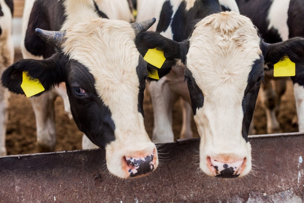 China and Japan are the largest export markets for Australian beef.