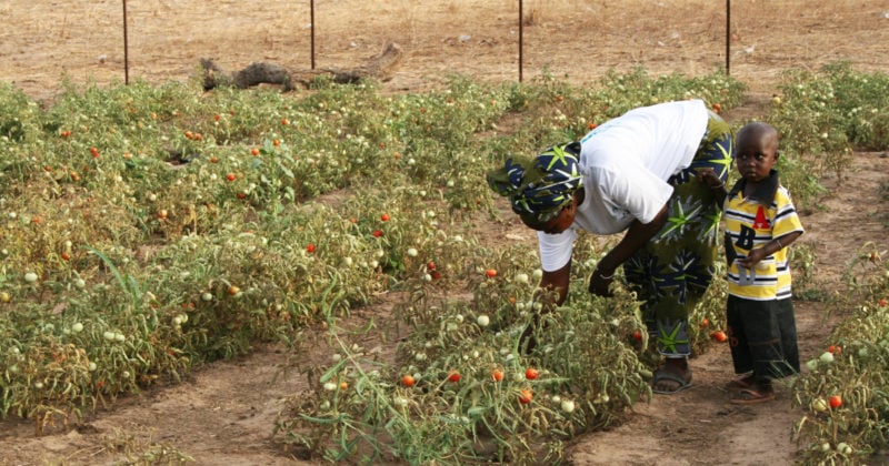 Senegal agriculture