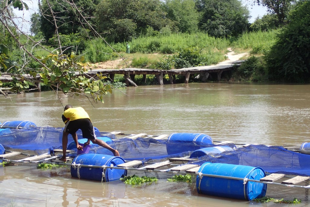 A young man working on a fish farm in Saré Tamsir village, Kolda region, Casamance, Senegal