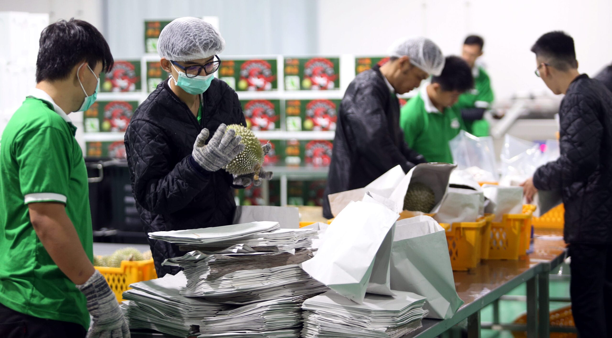 Malaysian workers grading Musang King durians before export to China