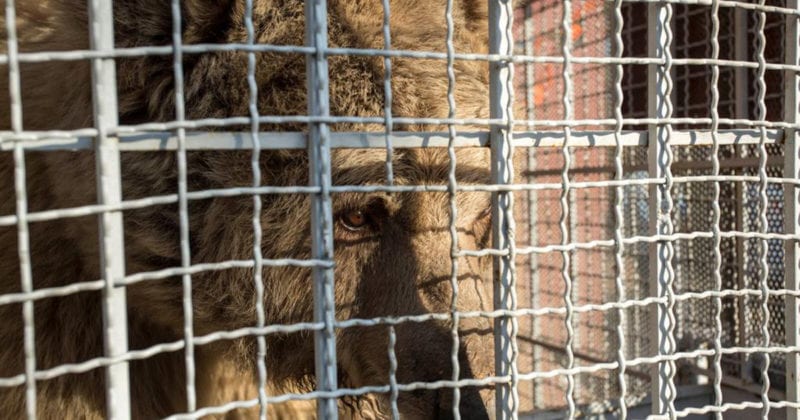 DHL moves two brown bears from infamous Pakistan zoo