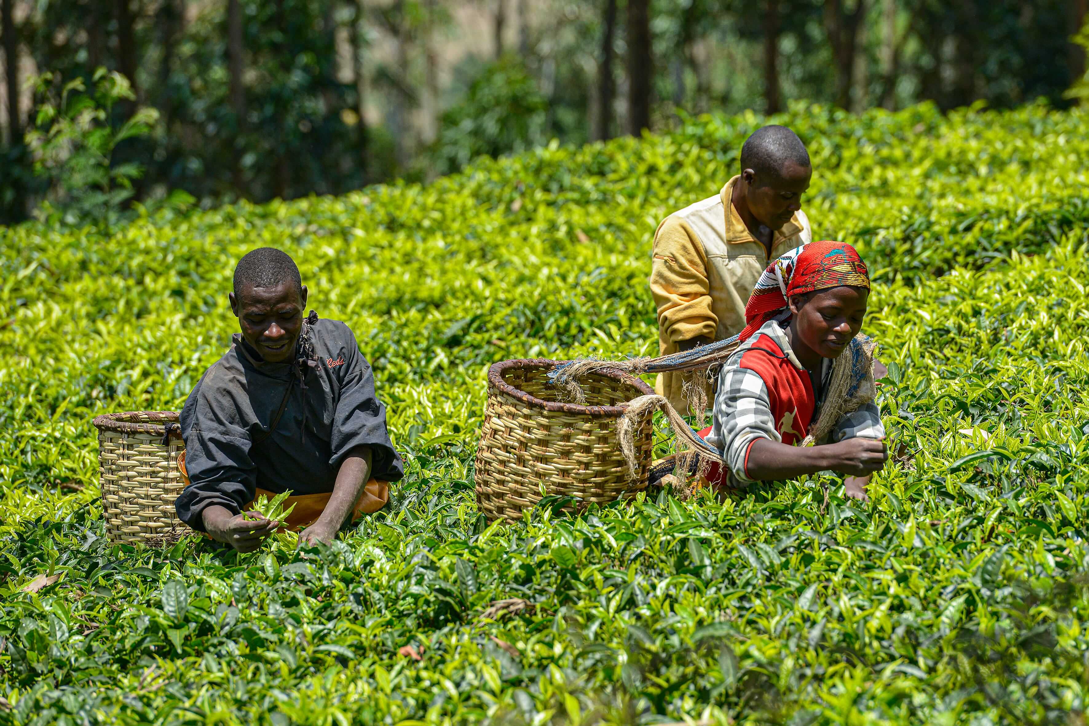 A group of tea pickers at work in a tea plantation in Gicumbi, Rwanda (Photo: Shutterstock)