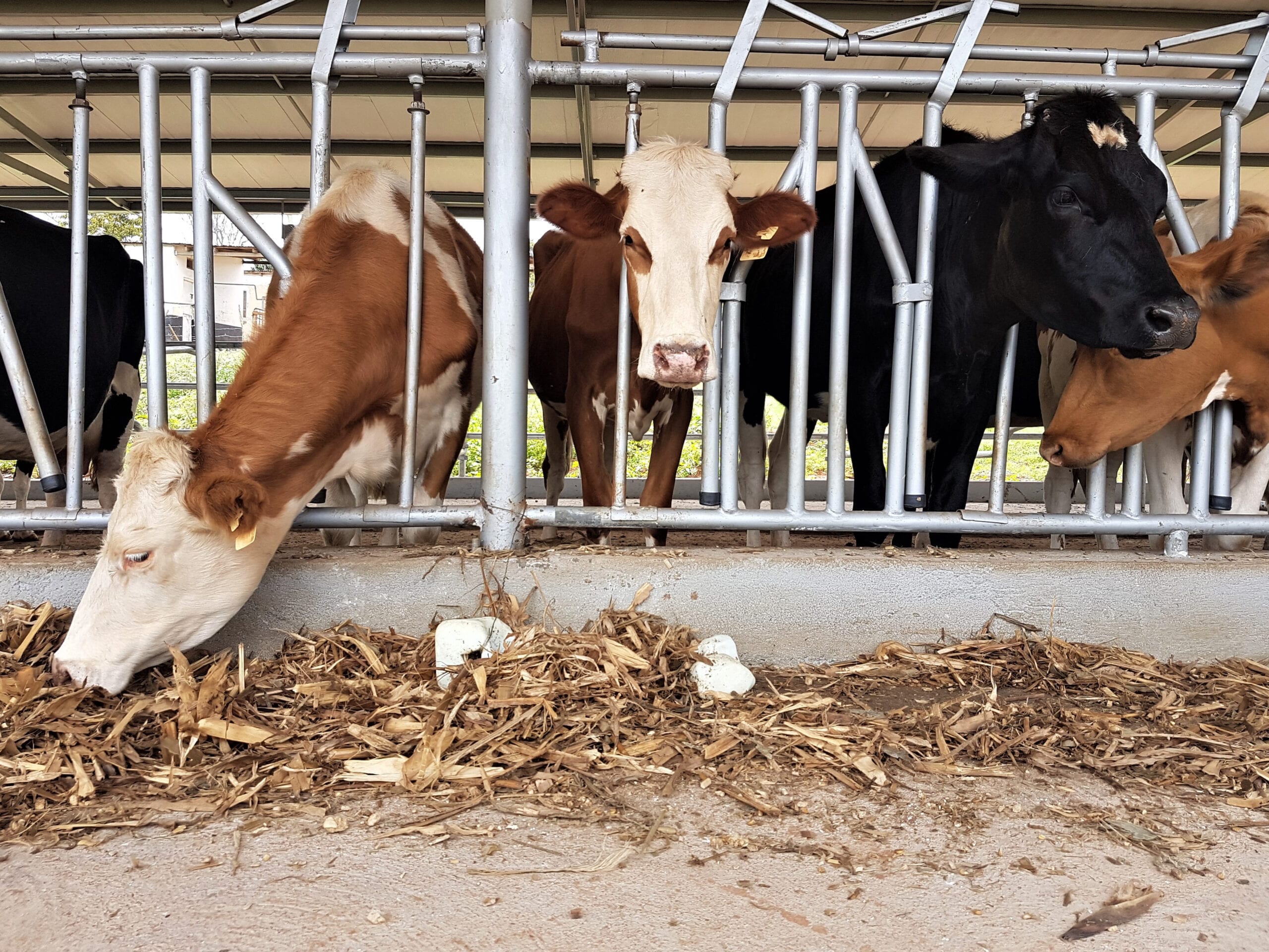 Kenya is the top destination for Uganda’s milk exports. (Photo: Shutterstock)