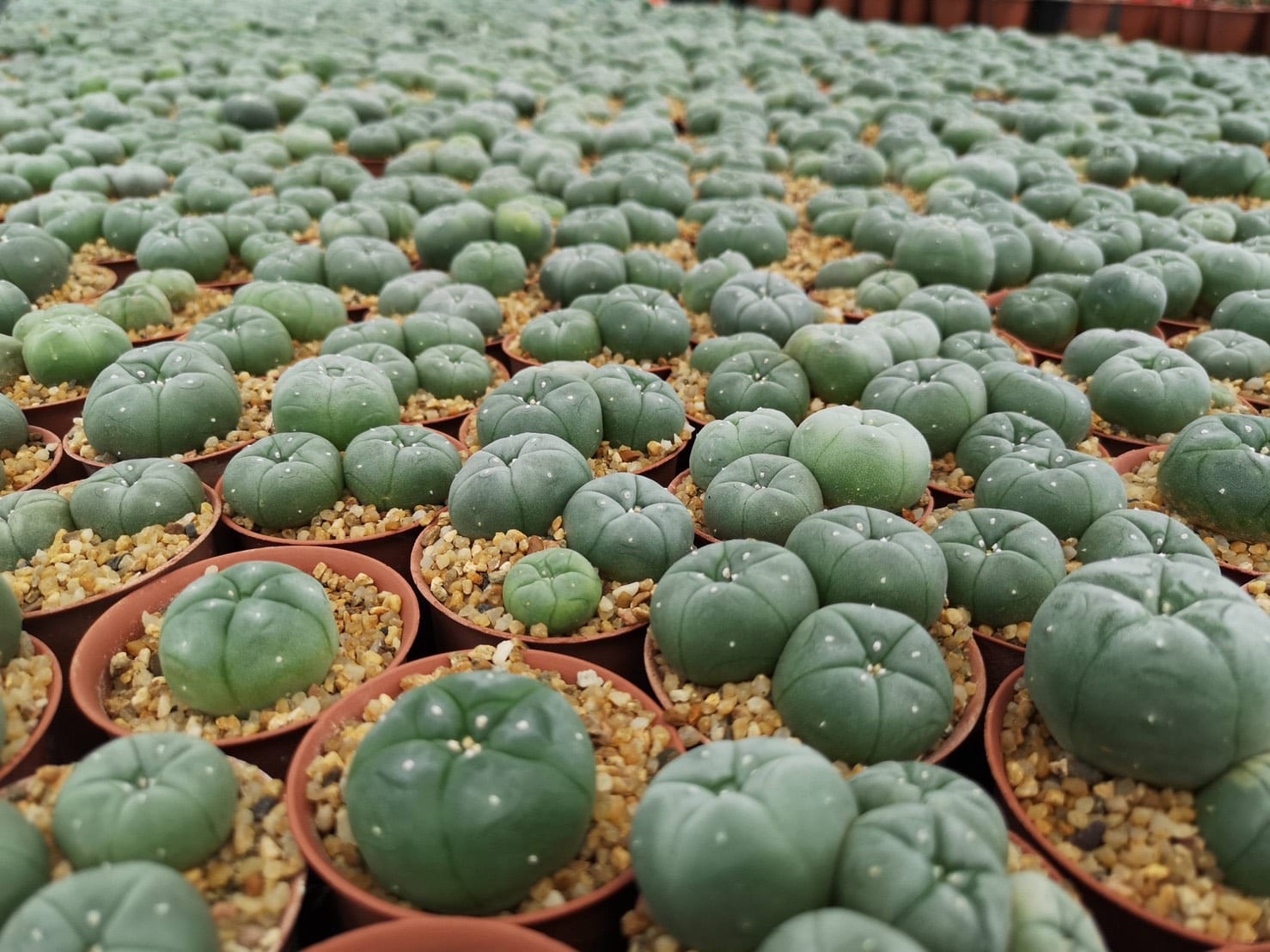 Chakpan grows his Lophophora cactuses in a greenhouse. (Photo: Cactus Inter)