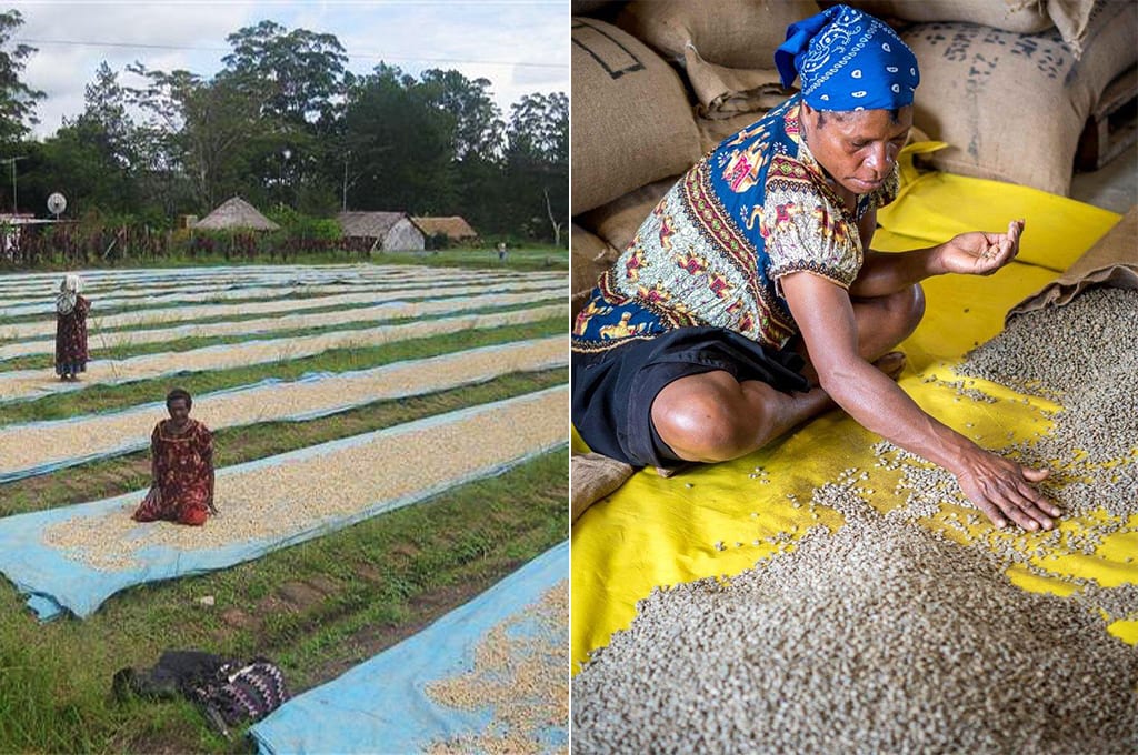 Sundried and Hand Sorted coffee beans