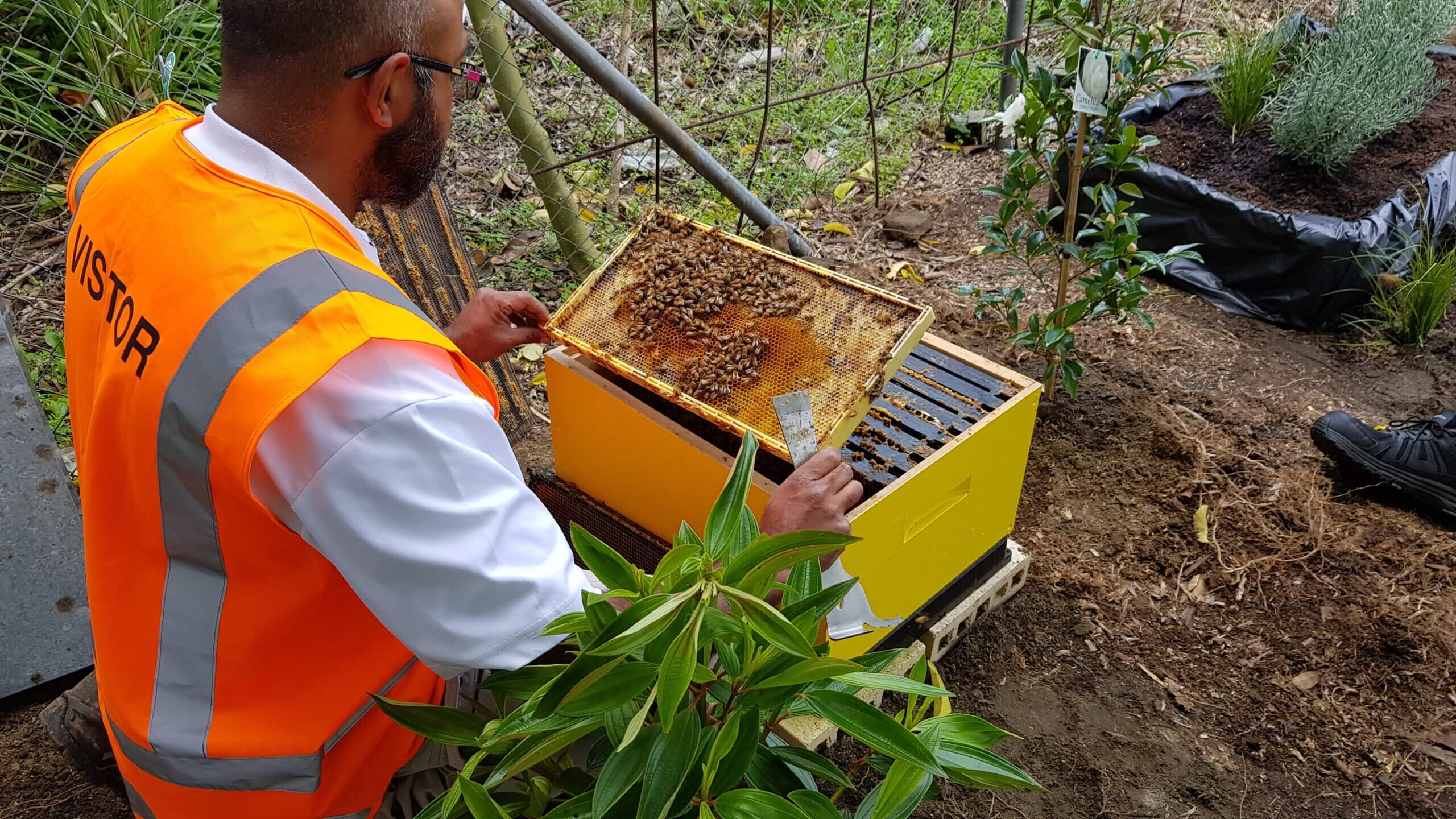 DHL collaborates with BeezThingz for guidance on hive management and safety measures.