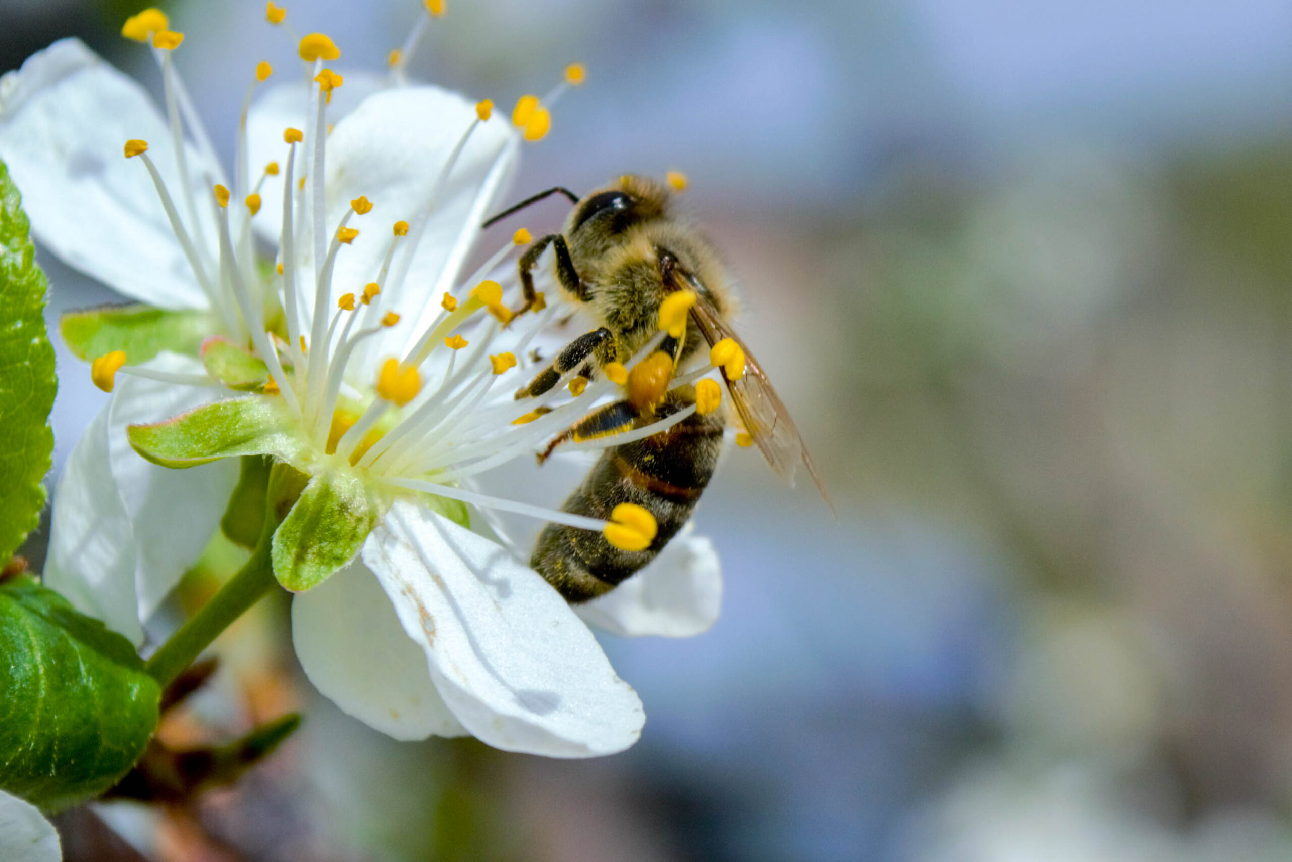 Honeybees are essential for plant pollination, which can impact global crop production and the whole economy.