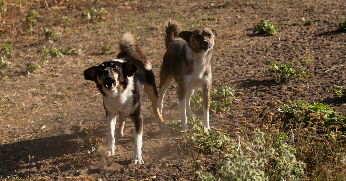 Whether it's stray dogs on the island or gatekeeping hounds, aggressive canines are one of the many challenges that deter walkers on their journey.