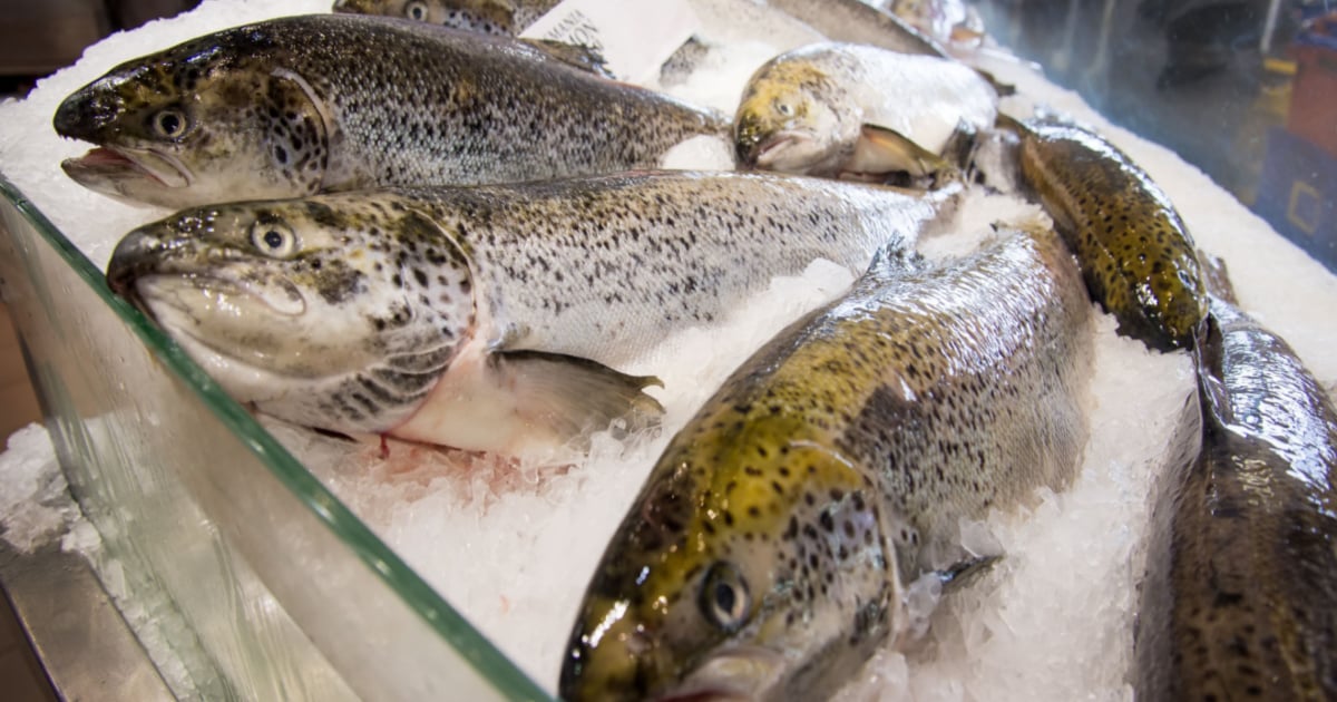 Tasmanian salmon go through a long voyage daily before arriving at fish markets fresh and ready for sale.