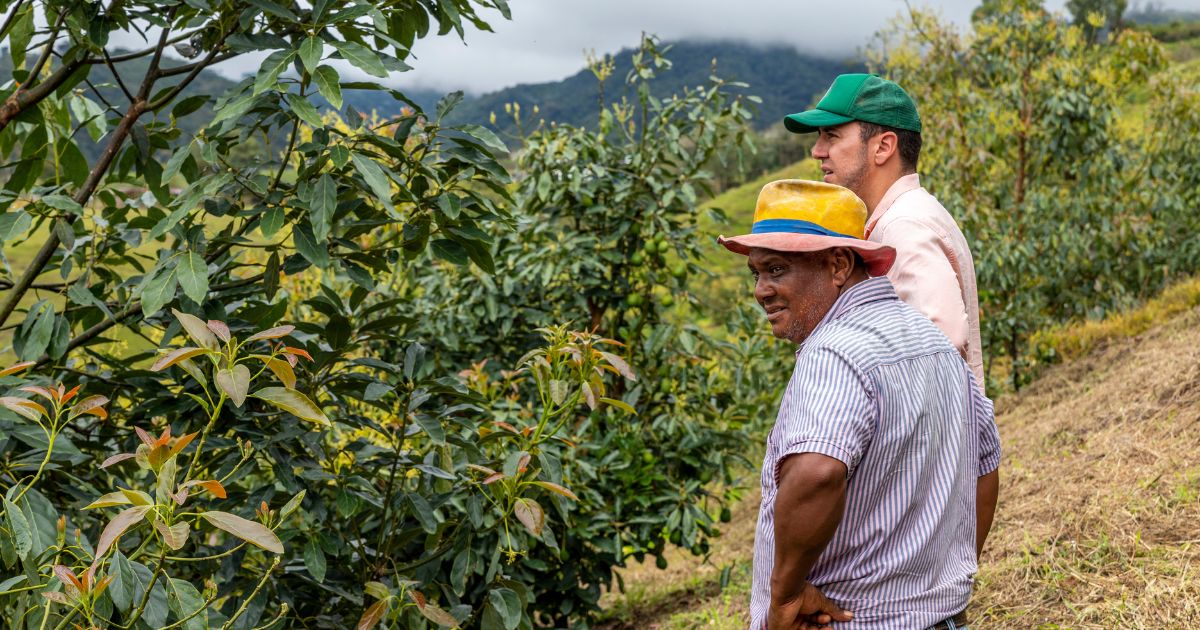 The over-planting of avocado trees has contributed to the avocado glut that is narrowing the profit margin for producers.