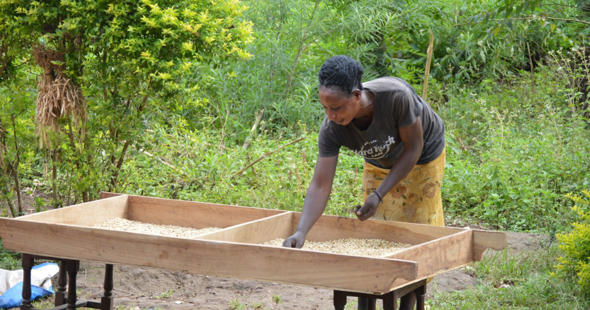 A member of the local community drying coffee beans.