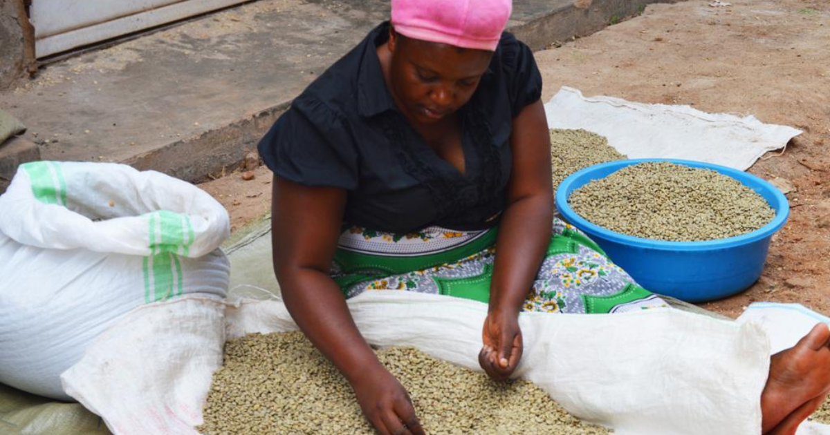 A member of the local community conducting quality checks for Bushbucks' coffee beans. Beyond their former collaboration with Slow Food Uganda, Bushbucks continues to work with the local community in their coffee farming efforts.