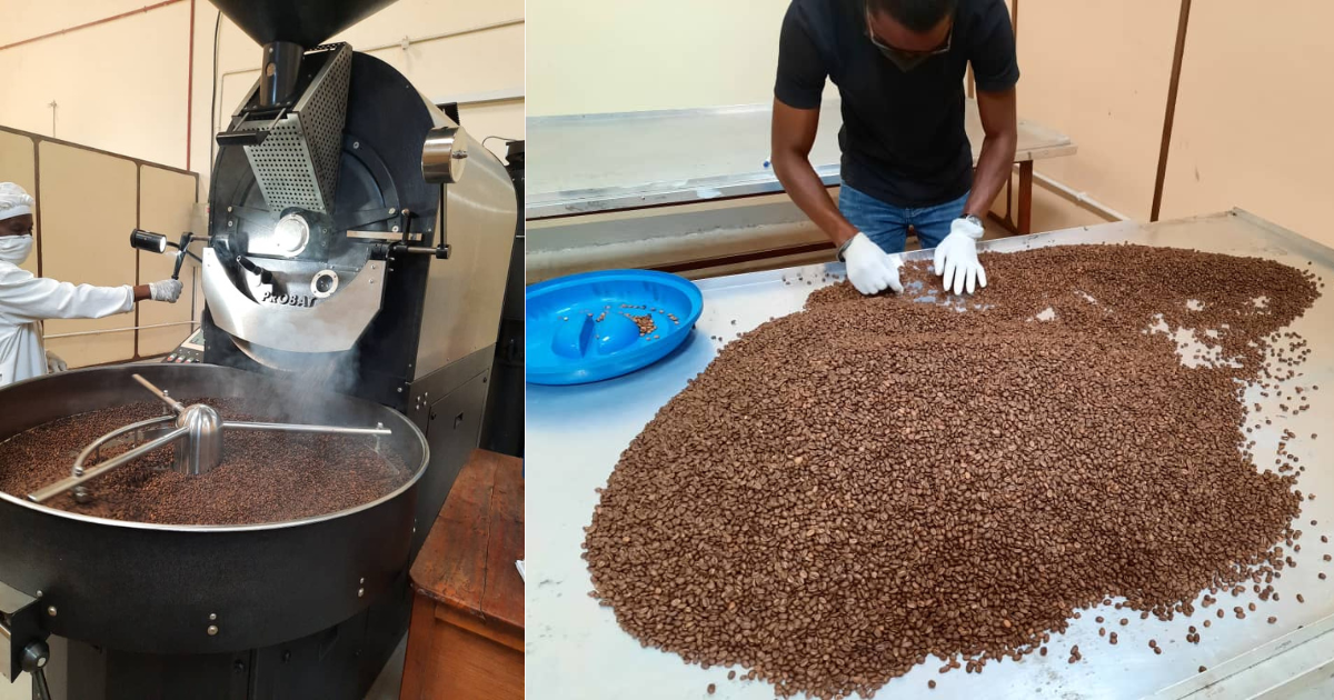 Bushbucks coffee beans getting roasted and grinded before a detailed quality check is conducted.