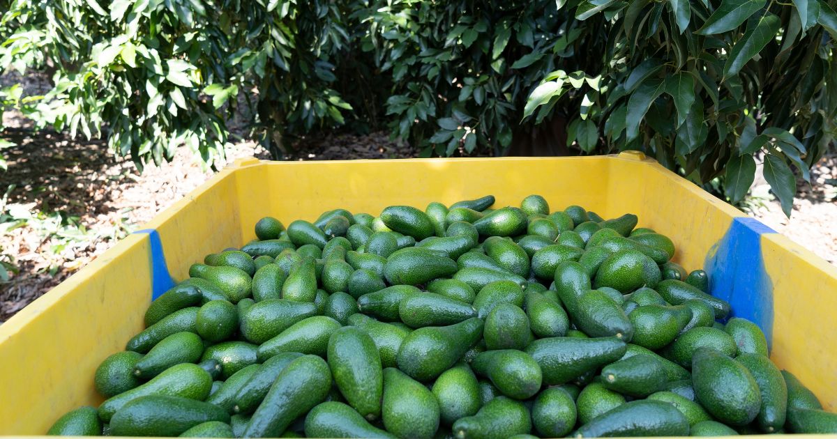 Avocados are harvested early as a preventive measure to fruit fly infestations.