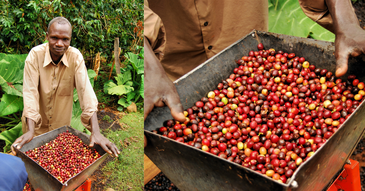  Beyond their former collaboration with Slow Food Uganda, Bushbucks continues to work with the local community in their efforts to keep coffee farming processes sustainable.