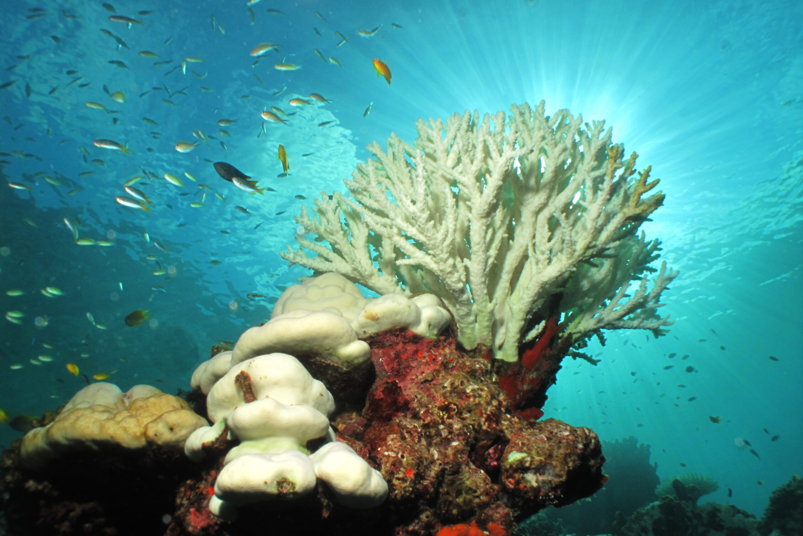 Bleached coral in the oceans of Phuket. (Image: Shutterstock)